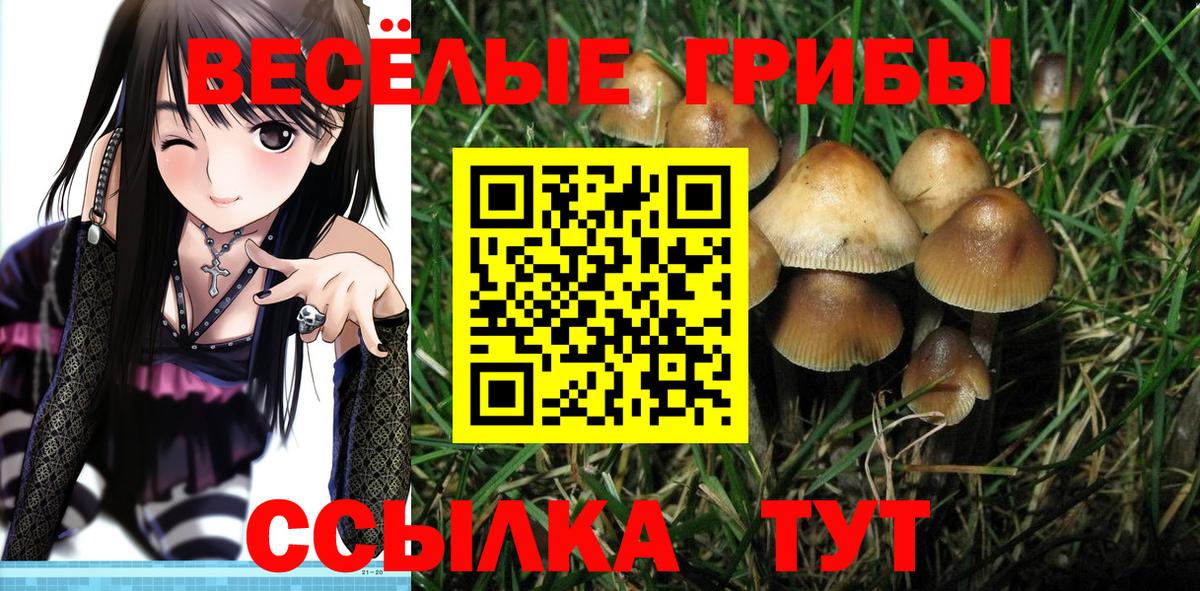 Красногорск  Галлюциногенные грибы Psilocybine cubensis  купить наркотики цена  Вход с VPN 